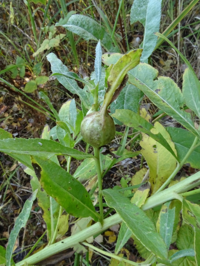 Изображение особи Cirsium setosum.