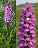 Dactylorhiza praetermissa. Цветущее растение (var. praetermissa) и соцветие с гипохромным цветком. Нидерланды, Северное море, остров Схирмонниког, долина между приморскими дюнами. Начало июня 2007 г.
