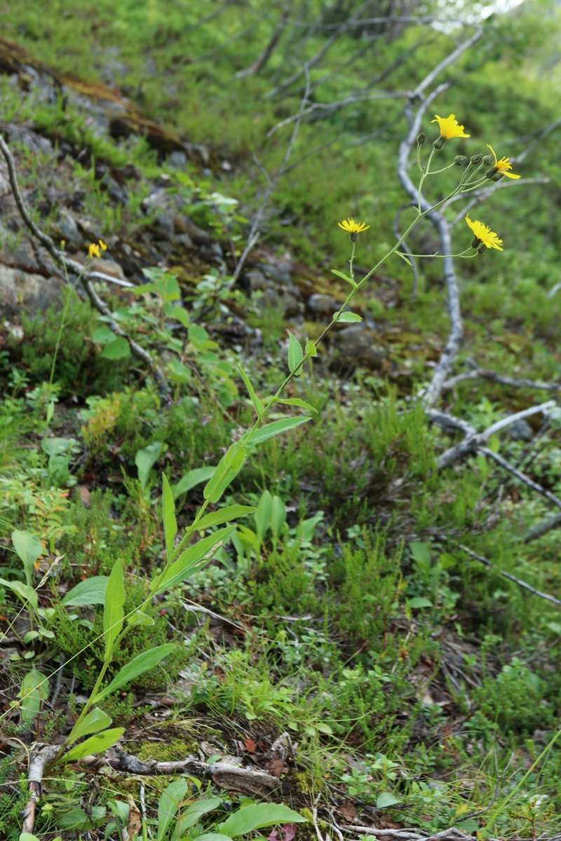 Изображение особи Hieracium furvescens.