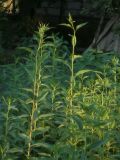 Helianthus tuberosus