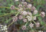 familia Apiaceae