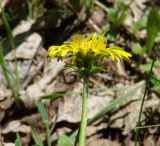 род Taraxacum. Верхушка побега с соцветием. Иркутская обл., Слюдянский р-н, окр. пос. Култук, пологий склон, луг. 04.06.2022.
