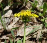 genus Taraxacum. Верхушка побега с соцветием. Иркутская обл., Слюдянский р-н, окр. пос. Култук, пологий склон, луг. 04.06.2022.