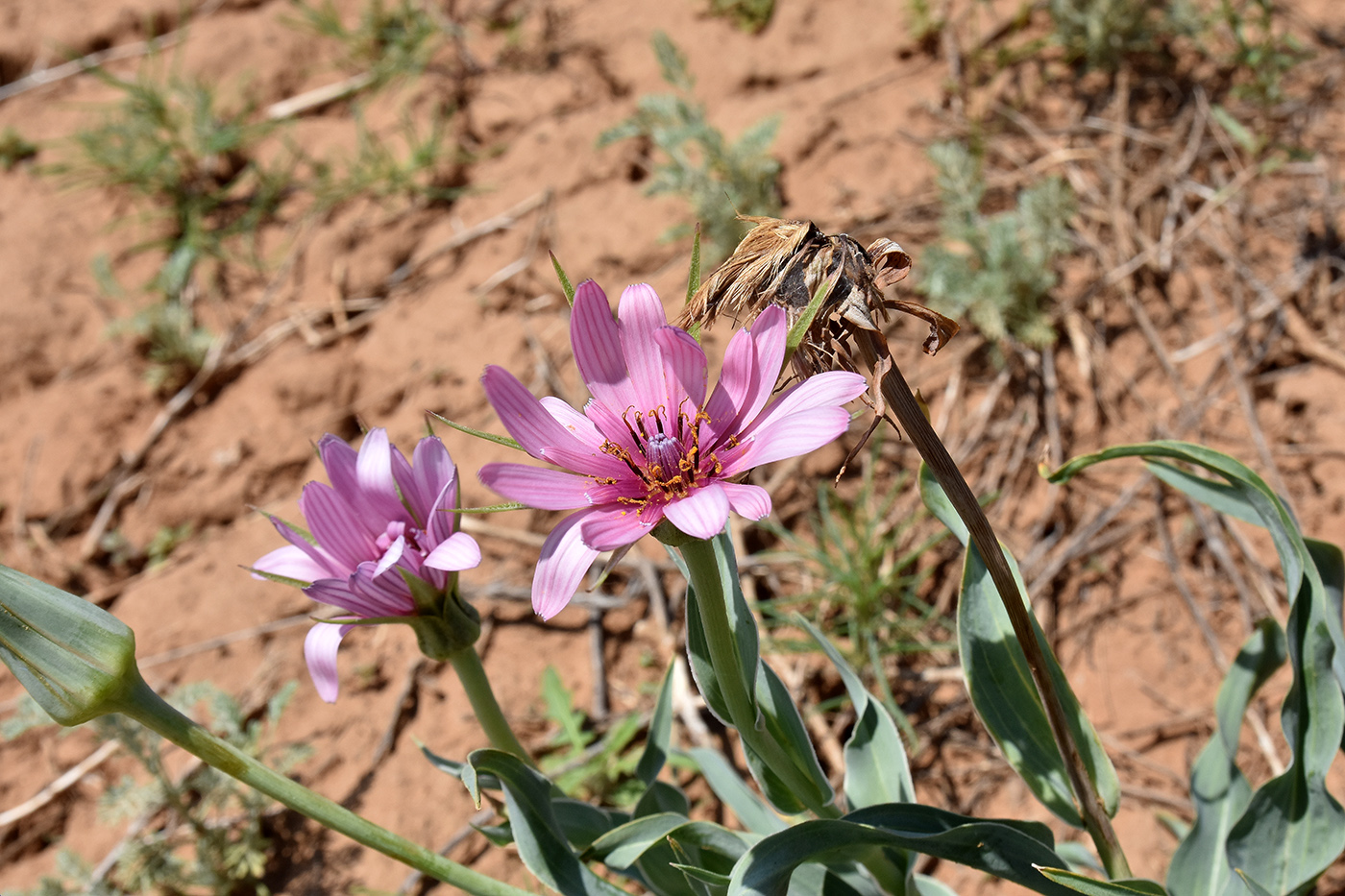 Image of Tragopogon marginifolius specimen.