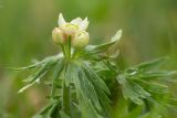 Anemonastrum fasciculatum. Верхушка цветущего растения. Краснодарский край, Апшеронский р-н, окр. пос. Мезмай, Камышанова поляна, горный луг. 07.05.2017.