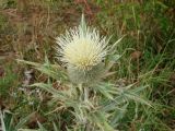 Cirsium turkestanicum. Верхушка цветущего растения. Узбекистан, Ташкентская обл., Чаткальский хр., Чаткальский заповедник, ур. Очильды, седловина перевала. 09.08.2013.
