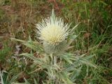 Cirsium turkestanicum