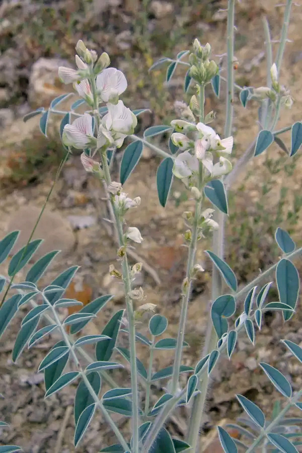 Изображение особи Onobrychis pallasii.