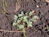 Papaver alboroseum