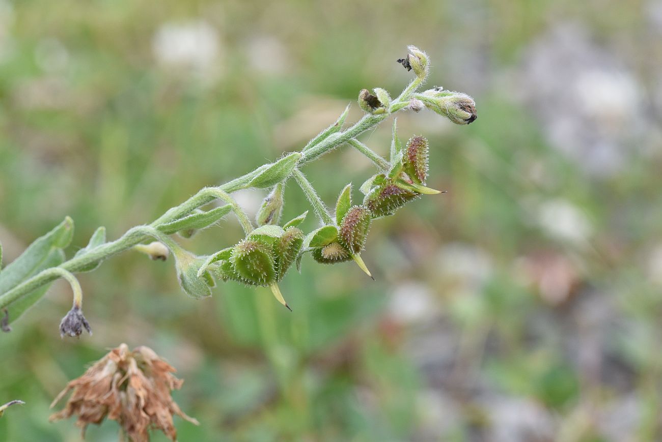 Image of Cynoglossum officinale specimen.