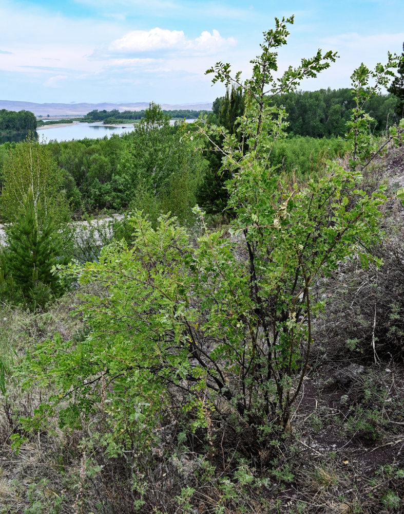 Image of Caragana arborescens specimen.