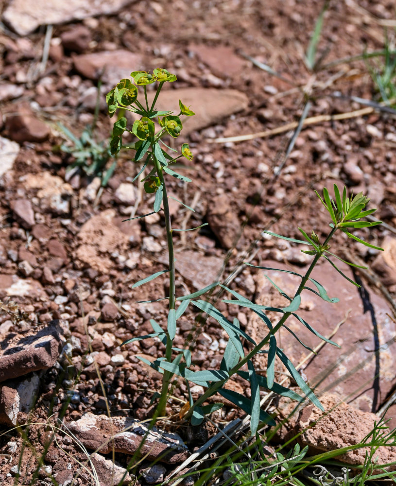 Image of Euphorbia caesia specimen.