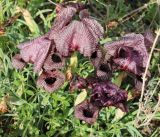 Iris lycotis