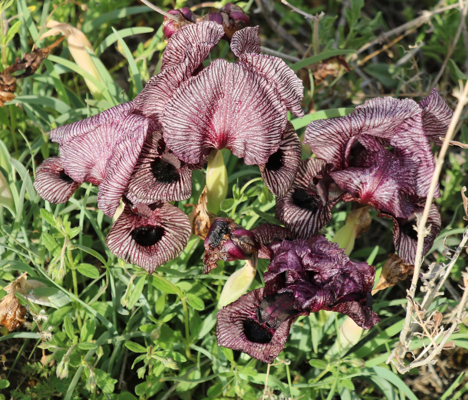 Изображение особи Iris lycotis.