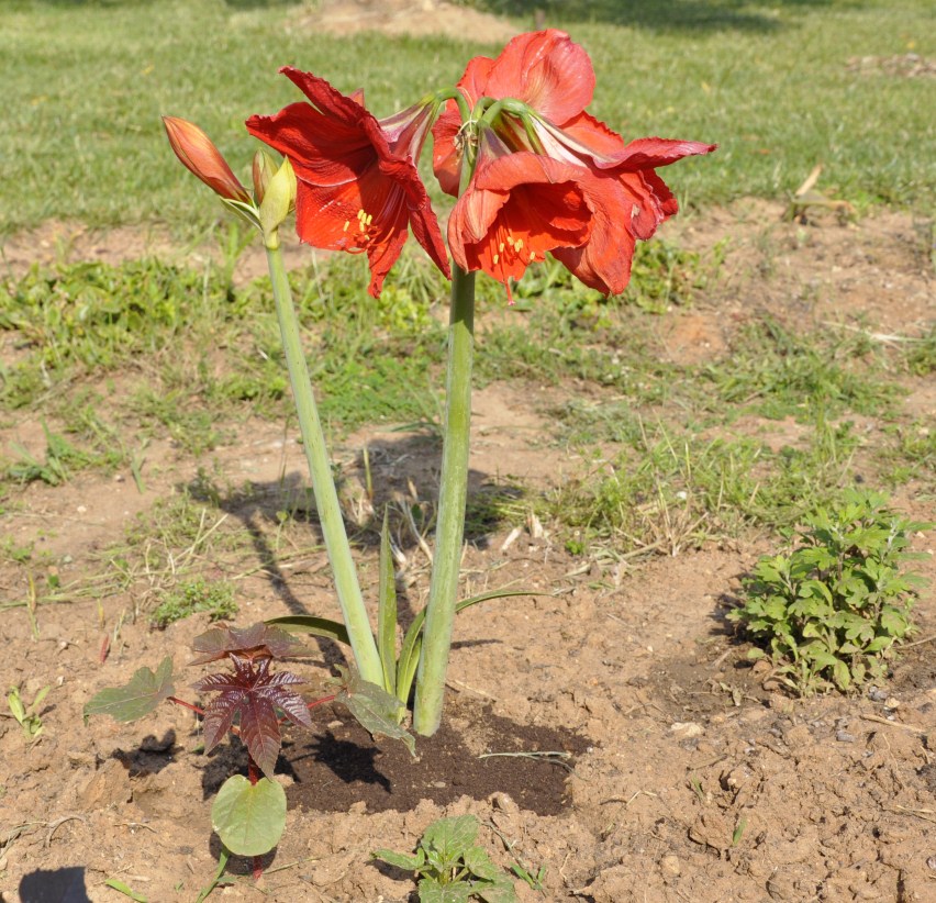 Image of genus Hippeastrum specimen.