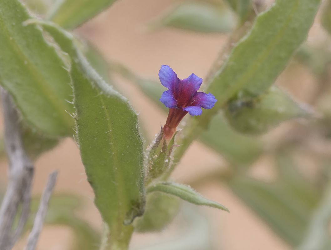Image of genus Nonea specimen.