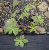 Geranium sibiricum. Вегетирующие растения. Пермский край, Кунгурский муниципальный округ, село Моховое, станция Иренский, между железнодорожными путями. 04.06.2023.
