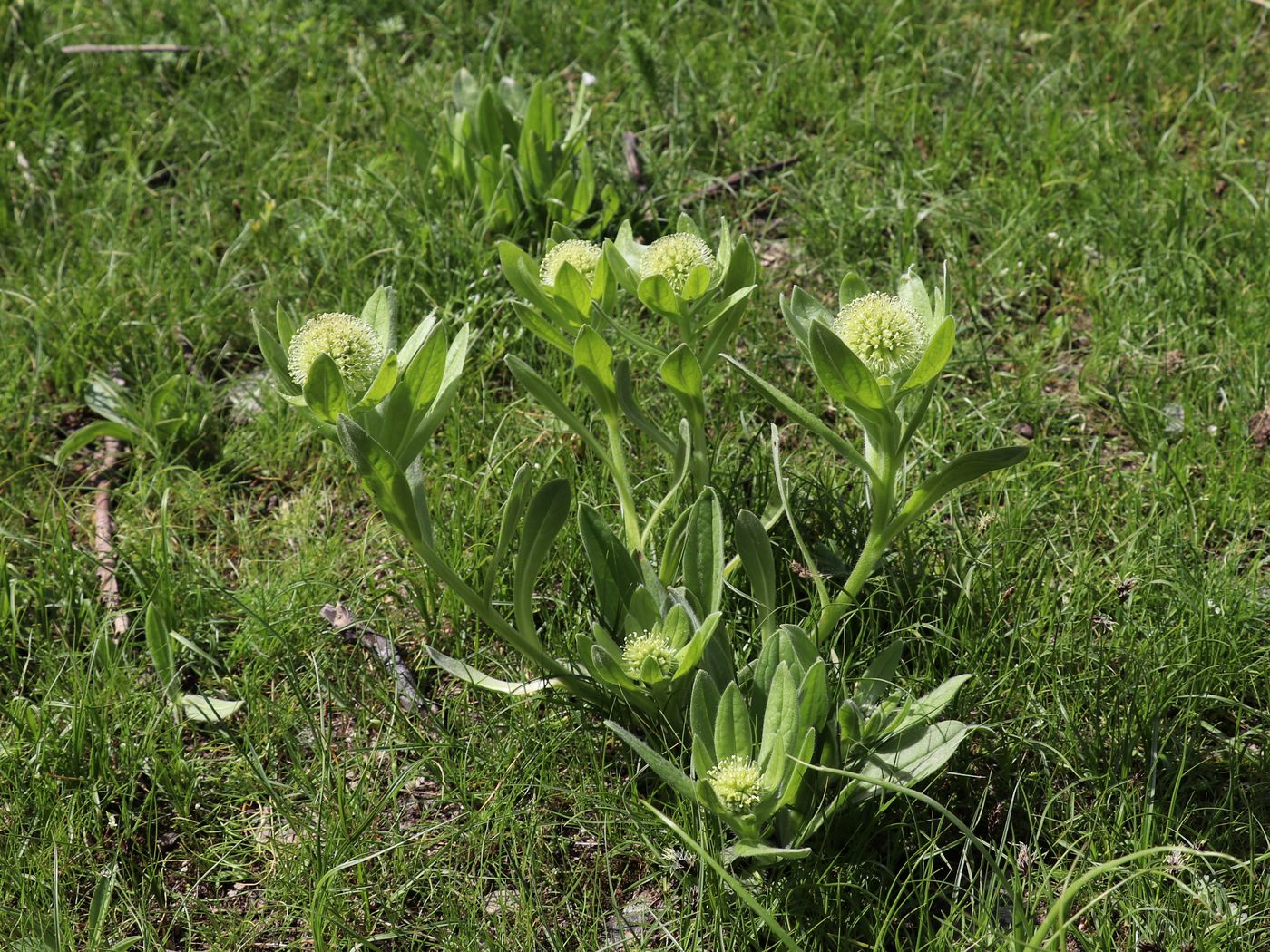 Изображение особи Kuschakewiczia turkestanica.