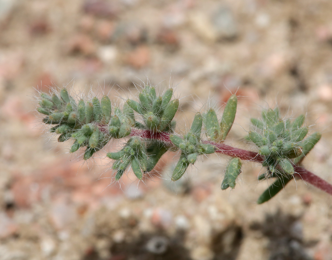Image of Salsola leptoclada specimen.