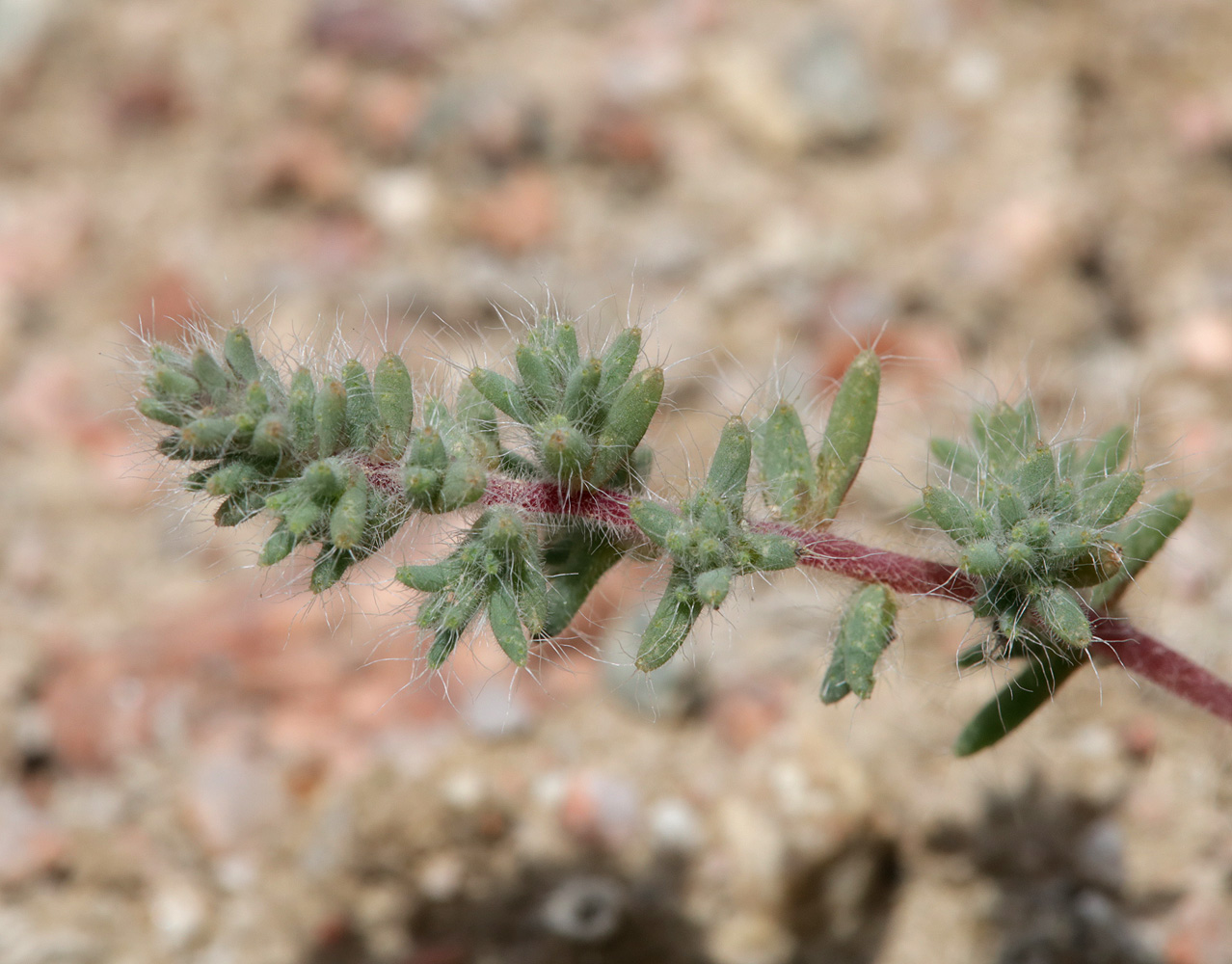 Изображение особи Salsola leptoclada.