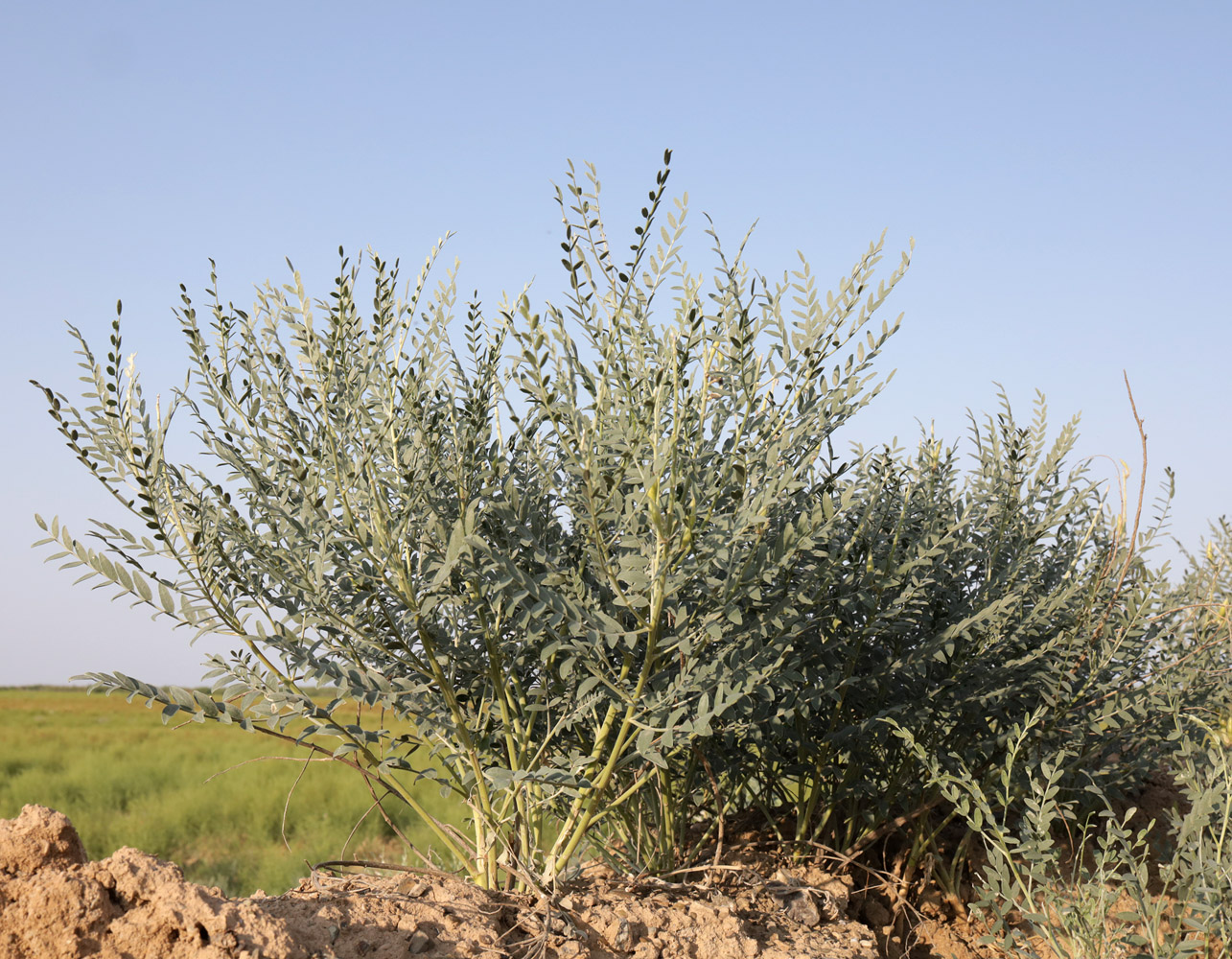 Изображение особи Goebelia pachycarpa.