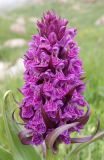 Dactylorhiza euxina. Соцветие. Дагестан, Докузпаринский р-н, окр. с. Куруш, влажный луг. 27 июня 2023 г.