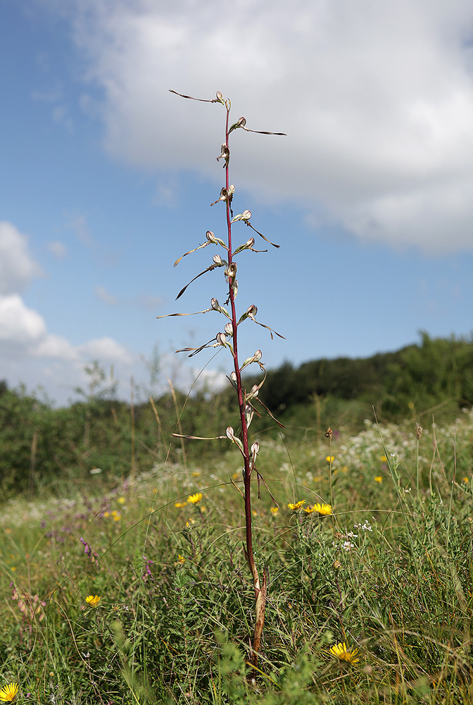 Image of Himantoglossum caprinum specimen.