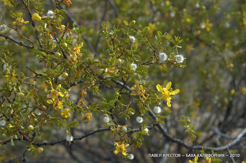 Image of Larrea tridentata specimen.