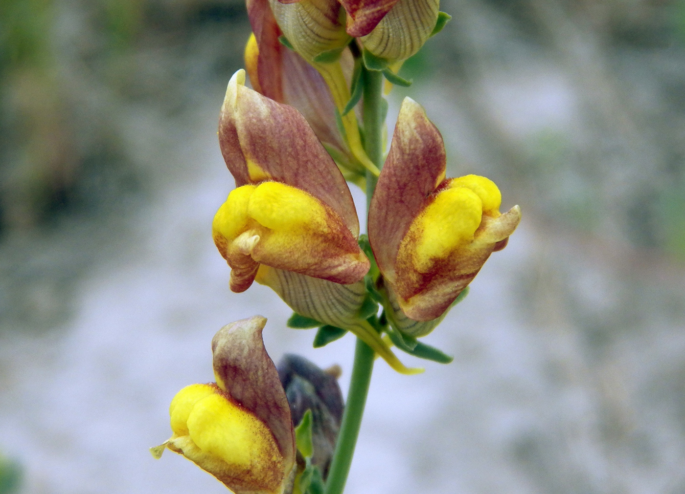 Изображение особи Linaria popovii.