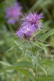 Centaurea abnormis. Верхушка цветущего растения. Республика Адыгея, Кавказский биосферный заповедник, перевал Армянский, 1866 м н.у.м., субальпийский луг. 12.08.2023.