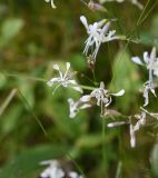 Silene saxatilis. Цветки. Чечня, Итум-Калинский р-н, окр. пер. Чантыбарз, выс. 2120 м н.у.м, луг. 7 августа 2023 г.