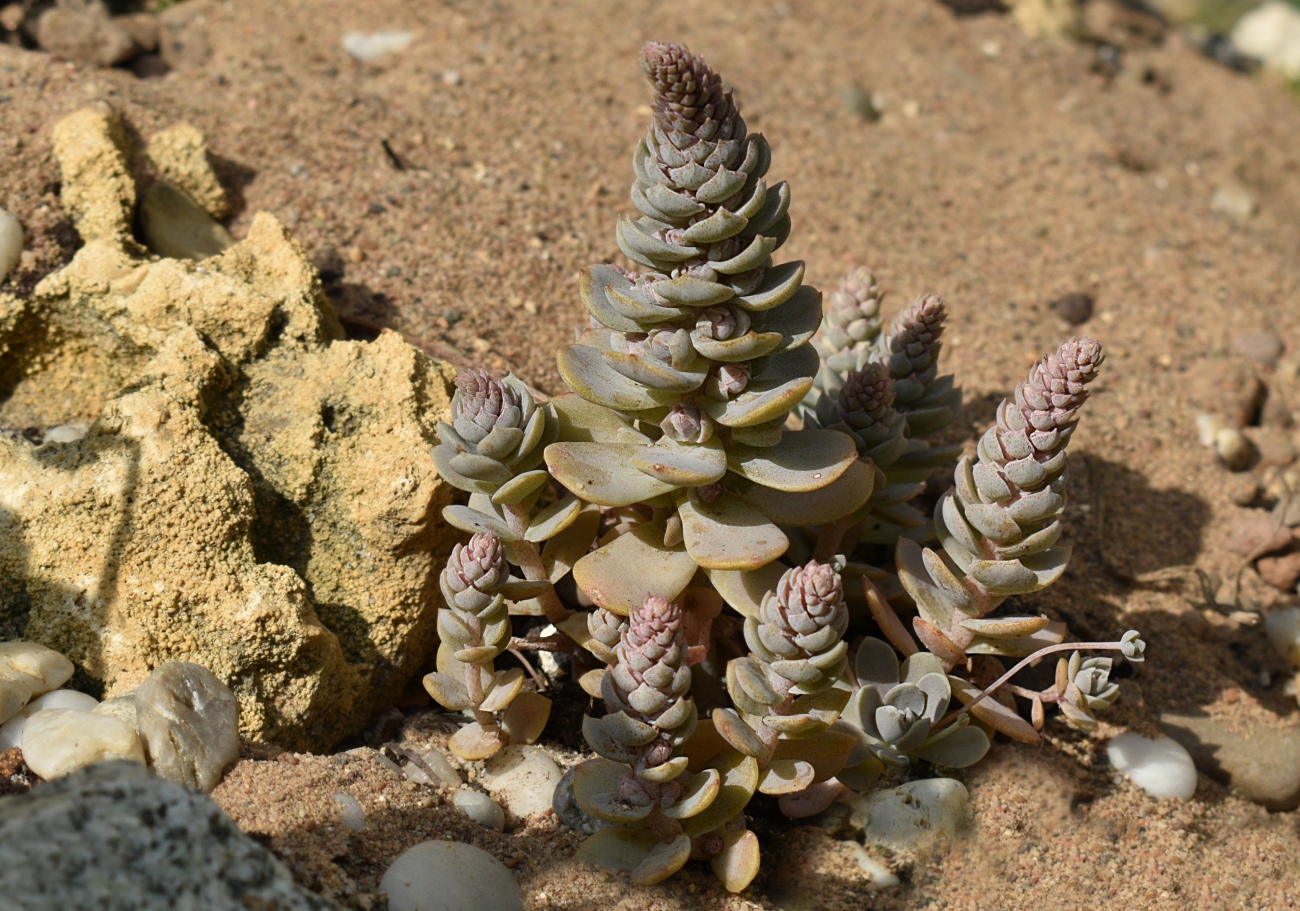 Image of Orostachys malacophylla specimen.