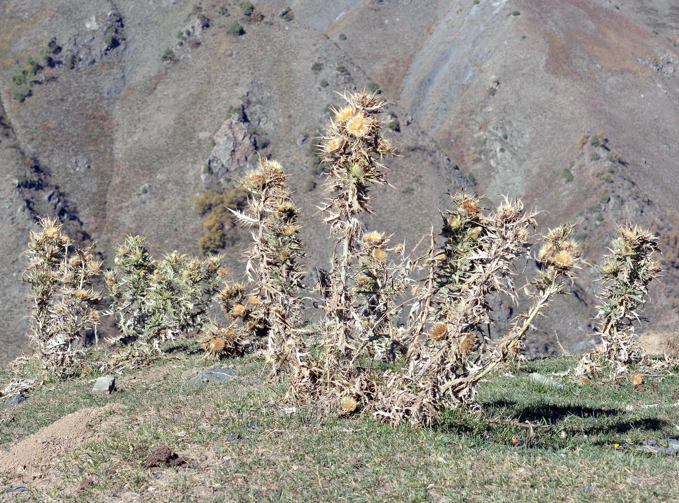 Image of Cirsium turkestanicum specimen.