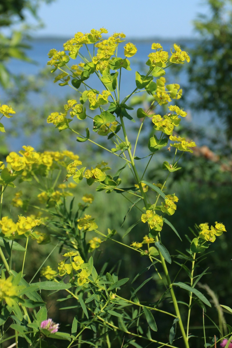 Image of Euphorbia virgata specimen.