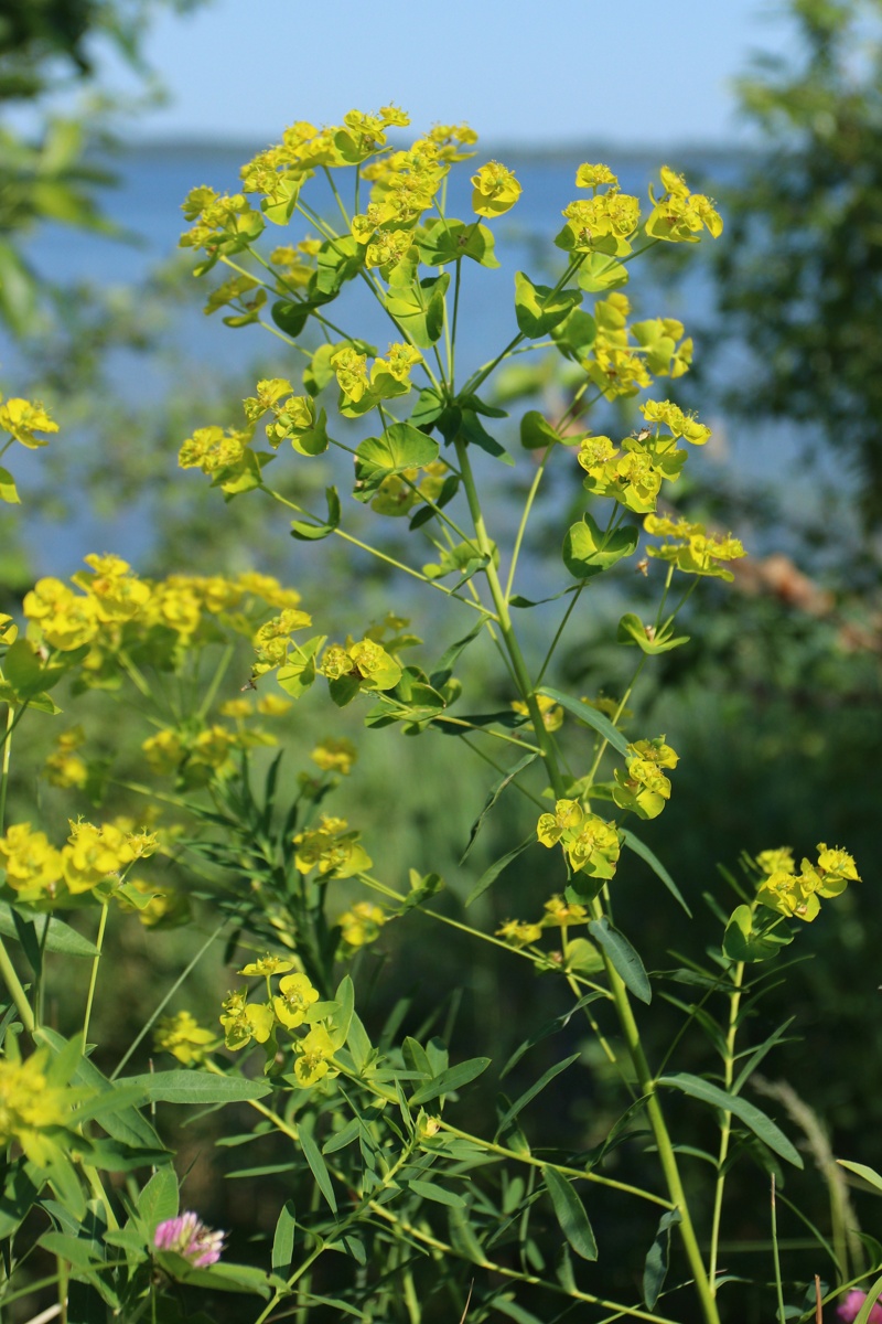 Изображение особи Euphorbia virgata.