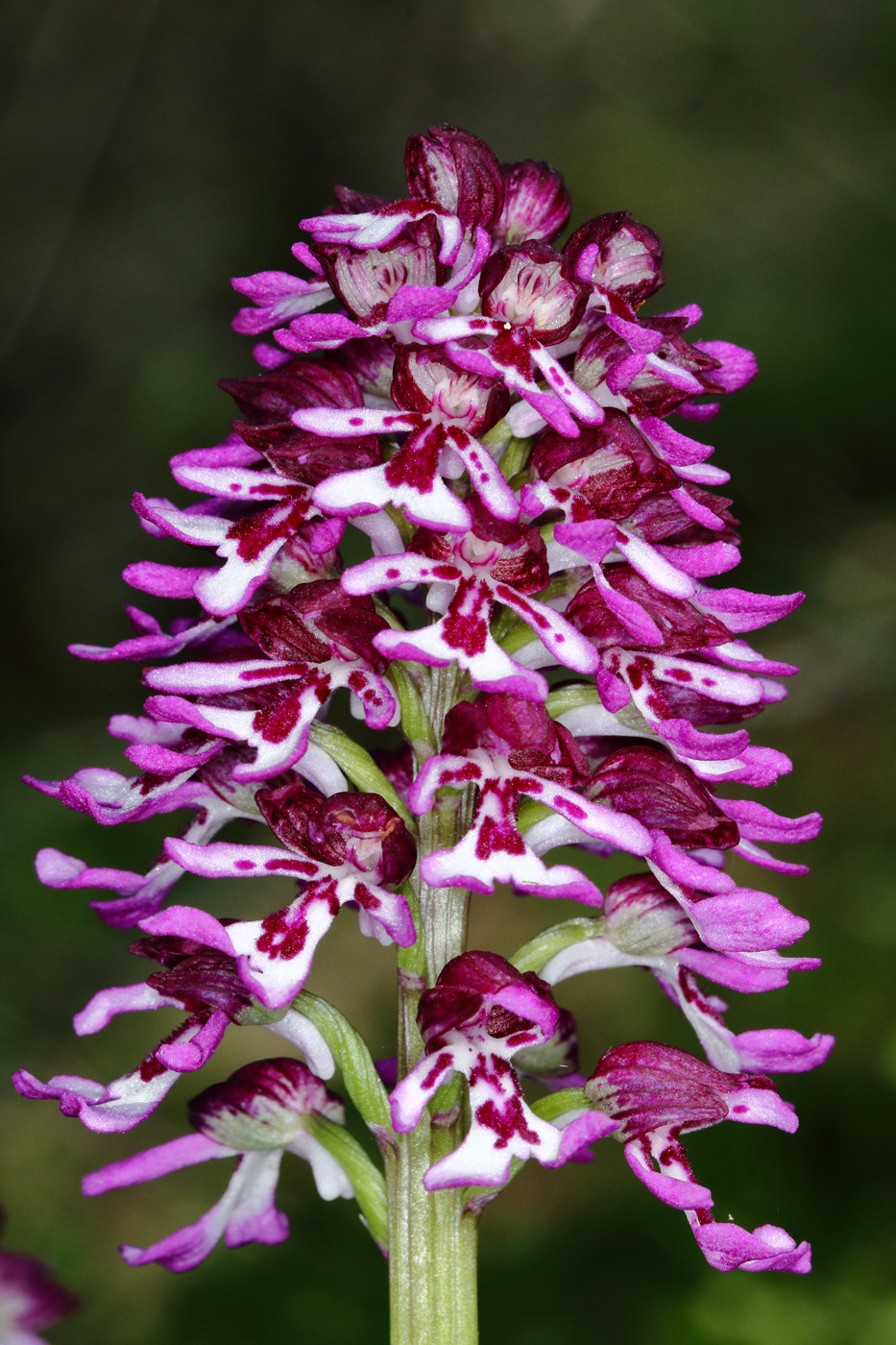 Image of Orchis purpurea ssp. caucasica specimen.