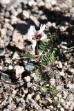 Astragalus alpinus