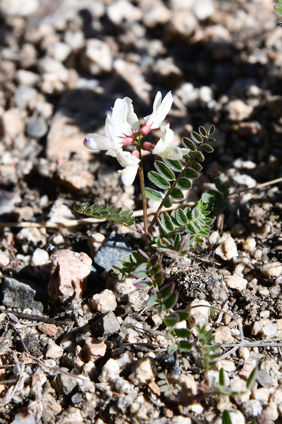 Изображение особи Astragalus alpinus.