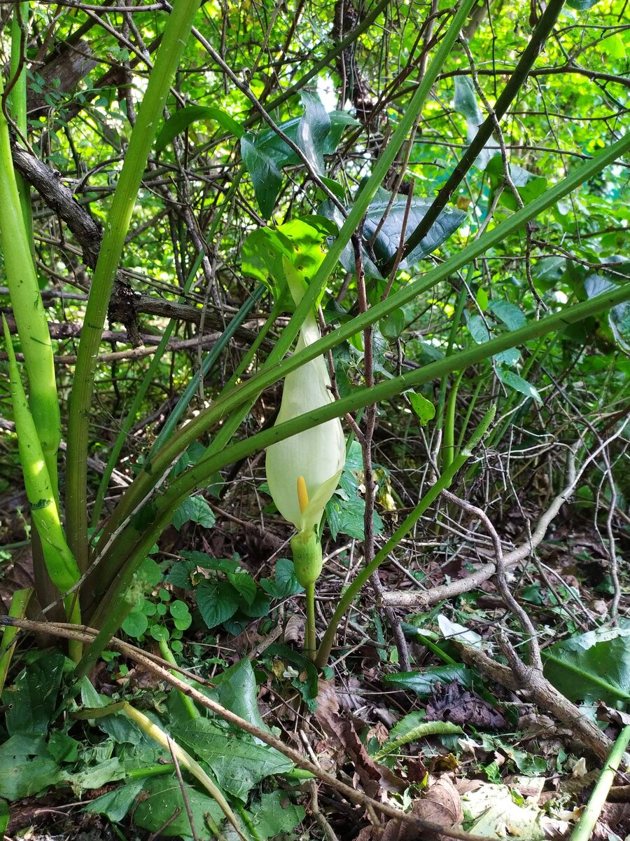 Изображение особи Arum italicum ssp. albispathum.