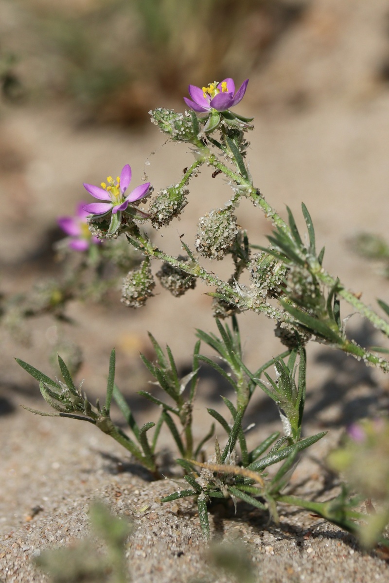 Image of Spergularia rubra specimen.