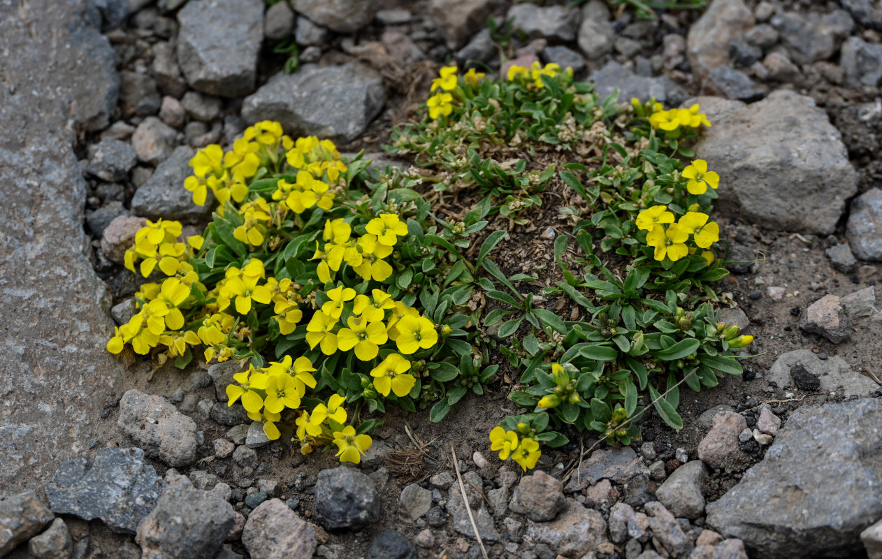 Изображение особи Erysimum gelidum.