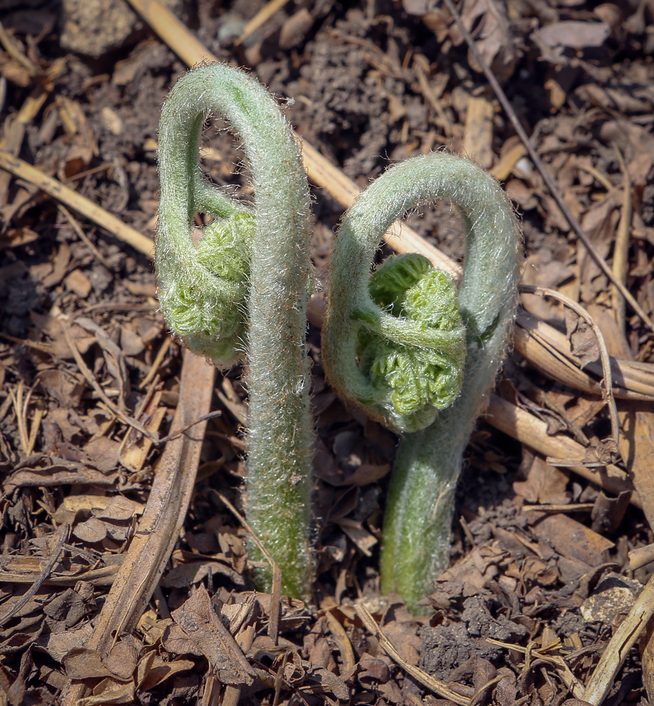 Изображение особи Pteridium pinetorum.