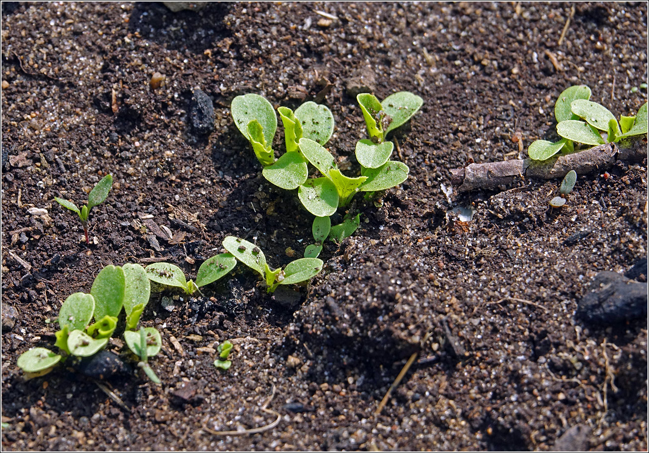 Image of Lactuca sativa specimen.