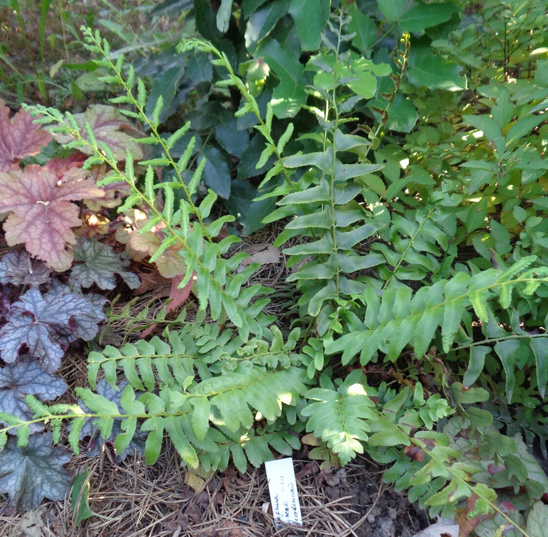 Изображение особи Polystichum acrostichoides.