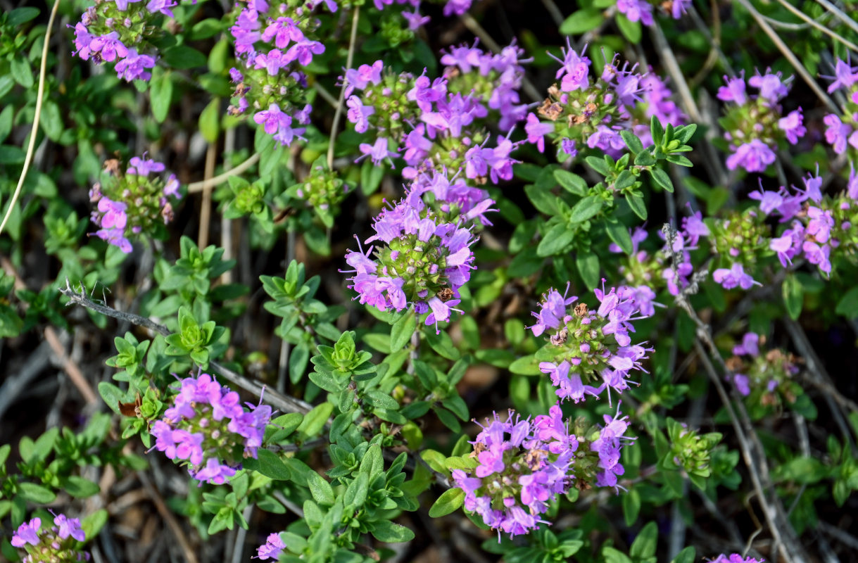 Изображение особи род Thymus.