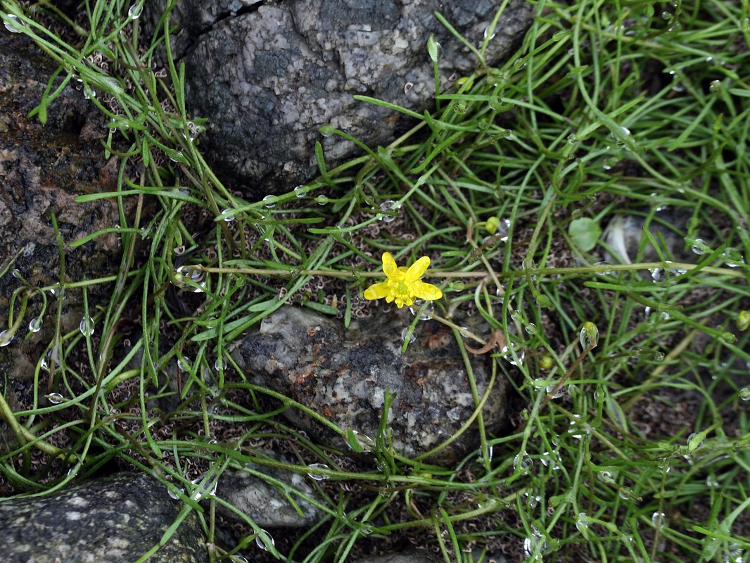 Image of Ranunculus reptans specimen.