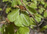 Fagus sylvatica. Часть веточки (видна абаксиальная поверхность листьев). Испания, Каталония, пров. Жирона, комарка Ла-Гарроча, муниципалитет Ла-Валь-де-Бианья, подр-н (субкомарка) Л’Альта-Гарроча, 870 м н.у.м., перевал Capsacosta, смешанный лес. 12.04.2024.