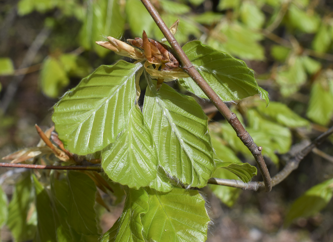 Изображение особи Fagus sylvatica.