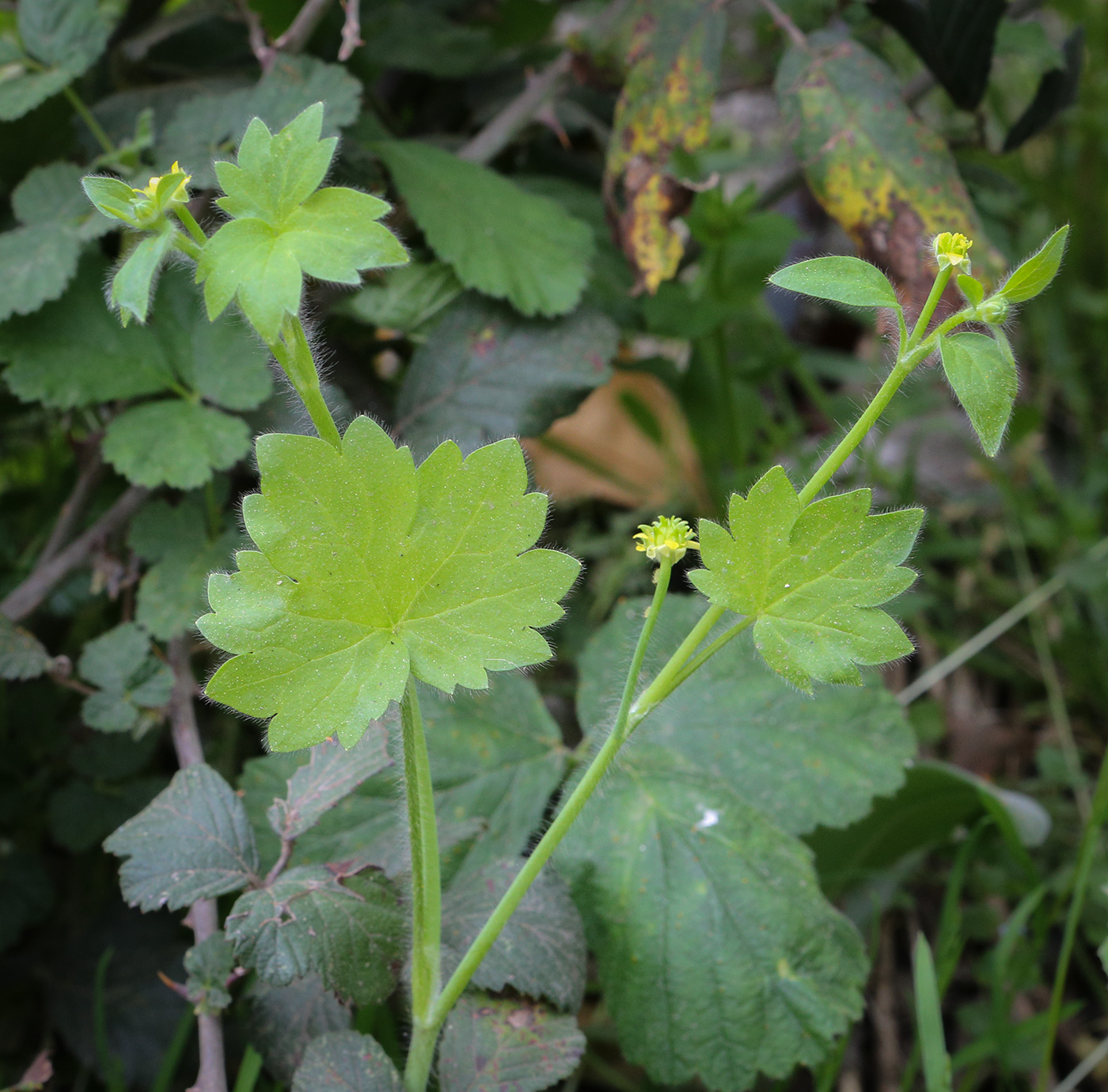 Image of Ranunculus chius specimen.