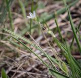 Holosteum umbellatum